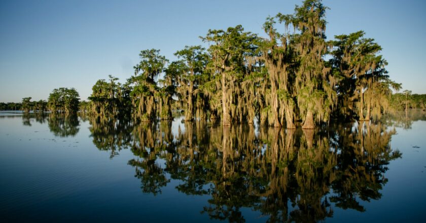 Unexpected Gems in Louisiana Culture