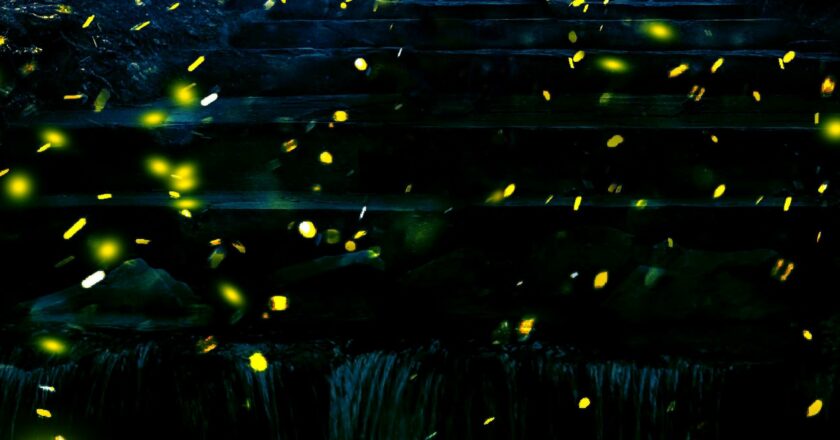 Fireflies