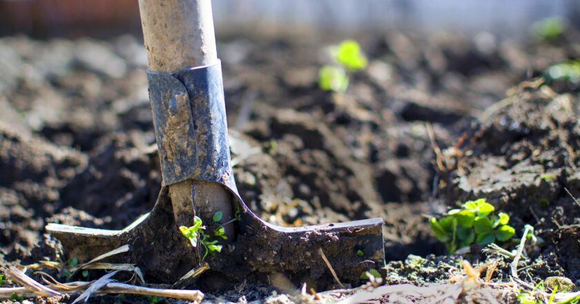 Prepare Your Soil for Louisiana’s Cool weather Planting Season